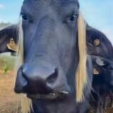ঔৣ͜͡  ⃝༘⃕🔮 ᖇᕮSᕮᘉᕼᗩ ᗰIᒪ ＧᖇᗩᑌS 🔮ঔৣ͜͡   ⃝༘⃕